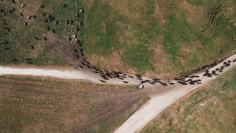 Cows-moving-into-grass-pasture-paddock-from-dusty-sand-road,-top-down-aerial