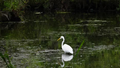 Egret-walking-in-a-pond-looking-for-food