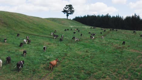 Grassland-in-New-Zealand-at-rural-cow-ranch,-green-lush-paddock,-aerial