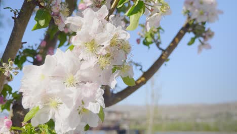 Close-up-view-of-blossomed-apple-tree-flowers-on-branches-with-blurred-background-on-a-sunny-day