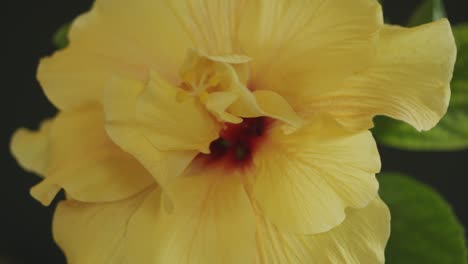 Large-yellow-hibiscus-rosa-chinensis-blossom-rotating-on-turntable