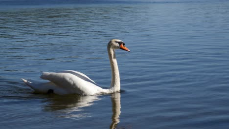 Swan-Swimming-on-a-Lake