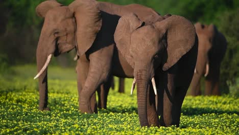 A-medium-shot-of-a-breeding-herd-of-Elephants-feeding-on-a-bed-of-yellow-flowers-in-Mashatu-Game-Reserve,-Botswana