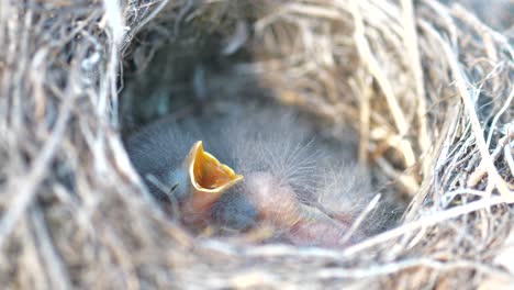 Close-up-of-newborn-white-wagtail-bird-opening-beak-in-round-nest