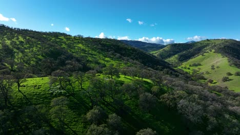 Aerial-view-sweeping-over-Oak-trees-on-top-of-green-hills-at-Round-Valley-Regional-Preserve,-East-Bay-Area-Brentwood,-CA