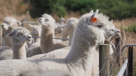 Alpaca-standing-and-looking-over-steel-fence-at-farm,-herd-of-alpacas-in-background