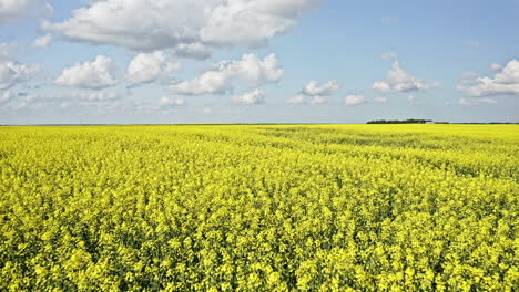 Schöne-Landschaft-Des-Hellgelben-Rapsfeldes-Mit-Blauem-Himmel-Und-Flaumigem-Weißem-Wolkenhintergrund-In-Saskatchewan,-Kanada