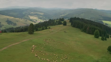 Aerial-drone-tilt-down-view-of-sheep-grazing-on-a-meadow-in-a-countryside-with-mountains-and-a-village-in-the-background