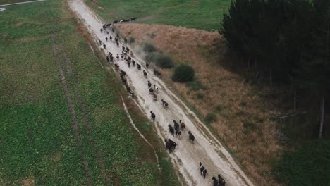 Herd-of-female-milk-cows-walking-on-dusty-road-towards-new-meadow,-aerial