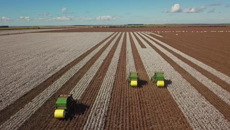 Aerial-shot-following-combine-tractors-harvesting-cotton-from-a-crop-field