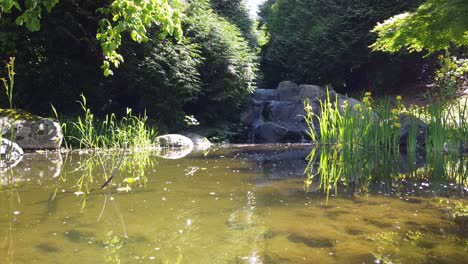 waterfalls-down-a-creek-with-rocks-lilly-pads-goldfish-trees-bushes-sea-oats-woodoats-algae-seeweed-and-sun-shining-down-on-the-reflective-water-creek1-2