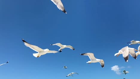 Scenic-closeup-of-white-Mediterranean-seagulls-flying-in-slow-motion-in-clear-Greek-blue-sky