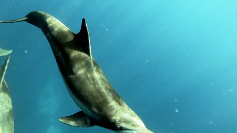 A-Pair-Of-Bottlenose-Dolphins-Swimming-Under-The-Bright-Blue-Sea---underwater---slow-motion