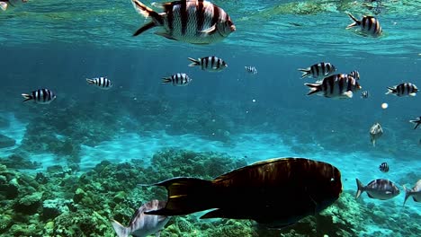 School-Of-Scissortail-Sergeants-With-Other-Reef-Fishes-Swimming-At-The-Tropical-Blue-Ocean