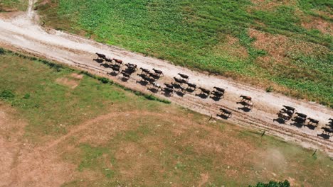 Group-of-cows-walking-on-dirt-sandy-farm-road-during-sunny-day,-moving-towards-green-pasture,-aerial