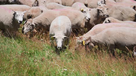 Sheep-grazing-in-tall-grass-field,-herd-of-wool-livestock-in-New-Zealand