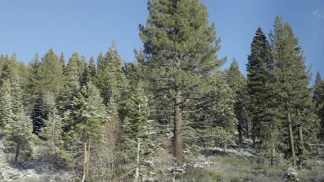 Douglas-Fir-trees-pass-by-the-passenger-side-window-on-a-road-trip-through-Lake-Tahoe