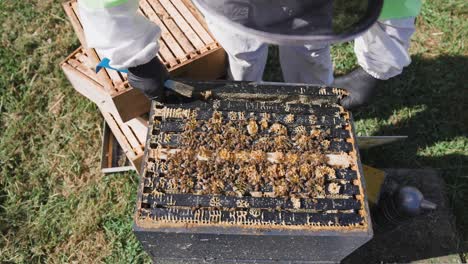 Beekeeper-in-full-suit-carefully-taking-out-wooden-honey-frame-during-inspection,-top-view