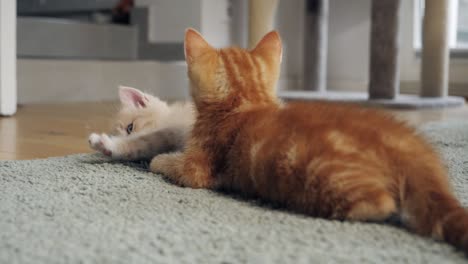 Slow-motion-shot-of-kittens-relaxing-on-carpet