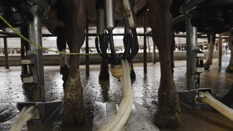 Cows-standing-in-milking-carousel-parlour-with-vacuum-pump-on-udder-extracting-milk,-close-up
