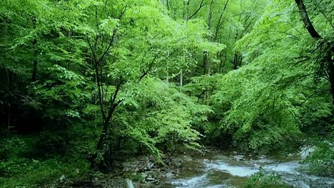 A-beautiful-creek-in-the-Smoky-Mountains