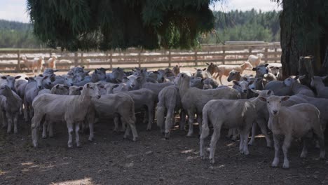 Shaved-sheep-relaxing-under-tree-during-hot-day-in-fenced-yard,-wool-production
