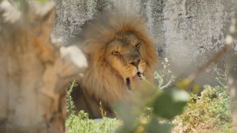 Slow-Motion-Close-Up-Of-Sleepy-Lion-Yawning-While-Relaxing-In-The-Shade-On-A-Hot-And-Sunny-Day