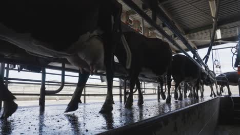 Herd-of-milking-cows-walking-into-milk-shed-factory,-automatic-production-of-milk