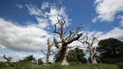 A-Bright-blue-sky-with-fast-moving-white-clouds-pass-over-a-group-of-dead-leafless-trees-in-the-Worcestershire-countryside,-England,-UK