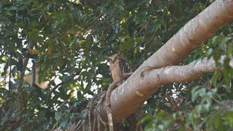 Almost-sleepy-and-then-awakes-to-preen-its-front-feathers-then-looks-down-to-sleep-again,-Buffy-Fish-Owl,-Ketupa-ketupu,-Khao-Yai-National-Park,-Thailand