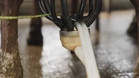 Vacuum-pump-sucking-raw-white-milk-from-cow-udder,-close-up