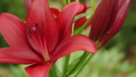 Rote-Lilienblume-Im-Garten,-Nahaufnahme