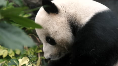 Ein-Süßer-Panda,-Der-Bambus-Im-Wald-Isst