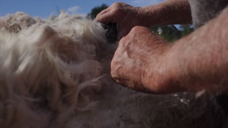 Shearer-using-cutting-tool-to-shave-alpaca-fur-from-animal,-close-up