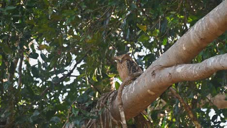 Very-strong-wind-woke-this-roosting-Owl-on-a-big-branch,-Buffy-Fish-Owl,-Ketupa-ketupu,-Khao-Yai-National-Park,-Thailand