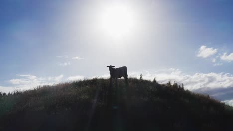 Silhouette-of-lone-cow-standing-on-hill-top,-back-lit-with-bright-sunlight