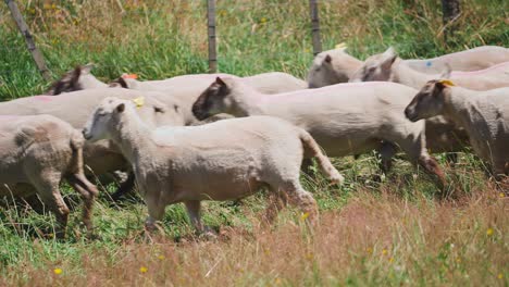 Freshly-shaved-sheep-returning-to-grass-field-walking-past-fence,-sunny