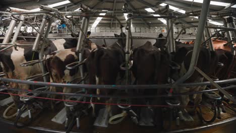 Large-spinning-carousel-in-milking-shed-filled-with-cows-in-stanchions,-timelapse