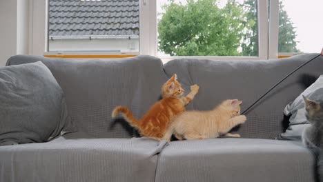 Slow-motion-shot-of-kittens-playing-with-each-other-on-a-sofa