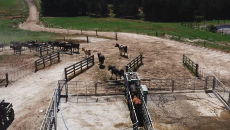 Cows-calmly-leaving-milk-farm-through-steel-fence-gate,-sunny-day-in-rural-New-Zealand,-aerial