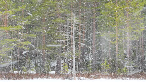 Time-lapse-of-lonely-deadwood-standing-in-a-snowstorm-with-evergreen-boreal-forest-in-the-background