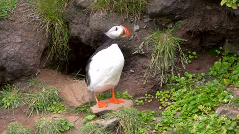 Puffin-bird-cleaning-his-plumage,-stable-shot