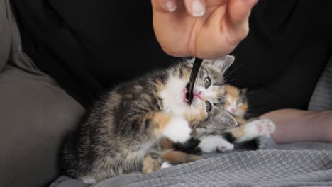 Slow-motion-shot-of-a-kitten-playing-with-human-hand
