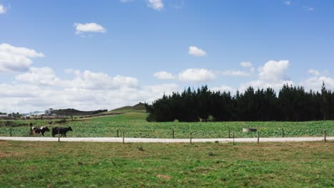 Kühe,-Die-An-Einem-Perfekten-Sonnigen-Tag-Auf-Einem-Sandweg-In-Ländlicher-Landschaft-Spazieren,-LKW-Links,-Antenne