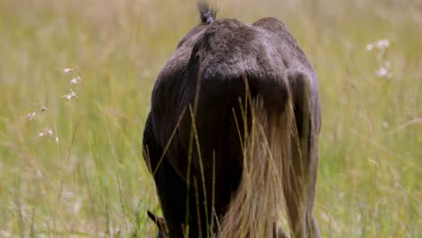 Close-up-shot-of-a-wildebeest-eating-grass-in-the-open-plains