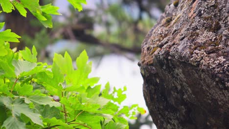 Swaying-Maple-Leaves-Revealed-Massive-Mossy-Rock-At-Daytime