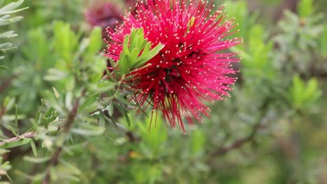 Red-Bottle-Brush-plant-close-up-shot,-Busselton-area-Australia