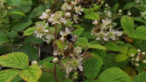 Bumblebees-pollinating-bramble-flowers,-close-up