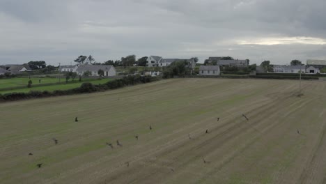 Murder-of-crows-flies-low-over-pasture-land-on-cloudy-day,-aerial