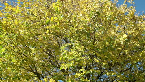 Wide-shot-of-a-tree-with-yellow-foliage